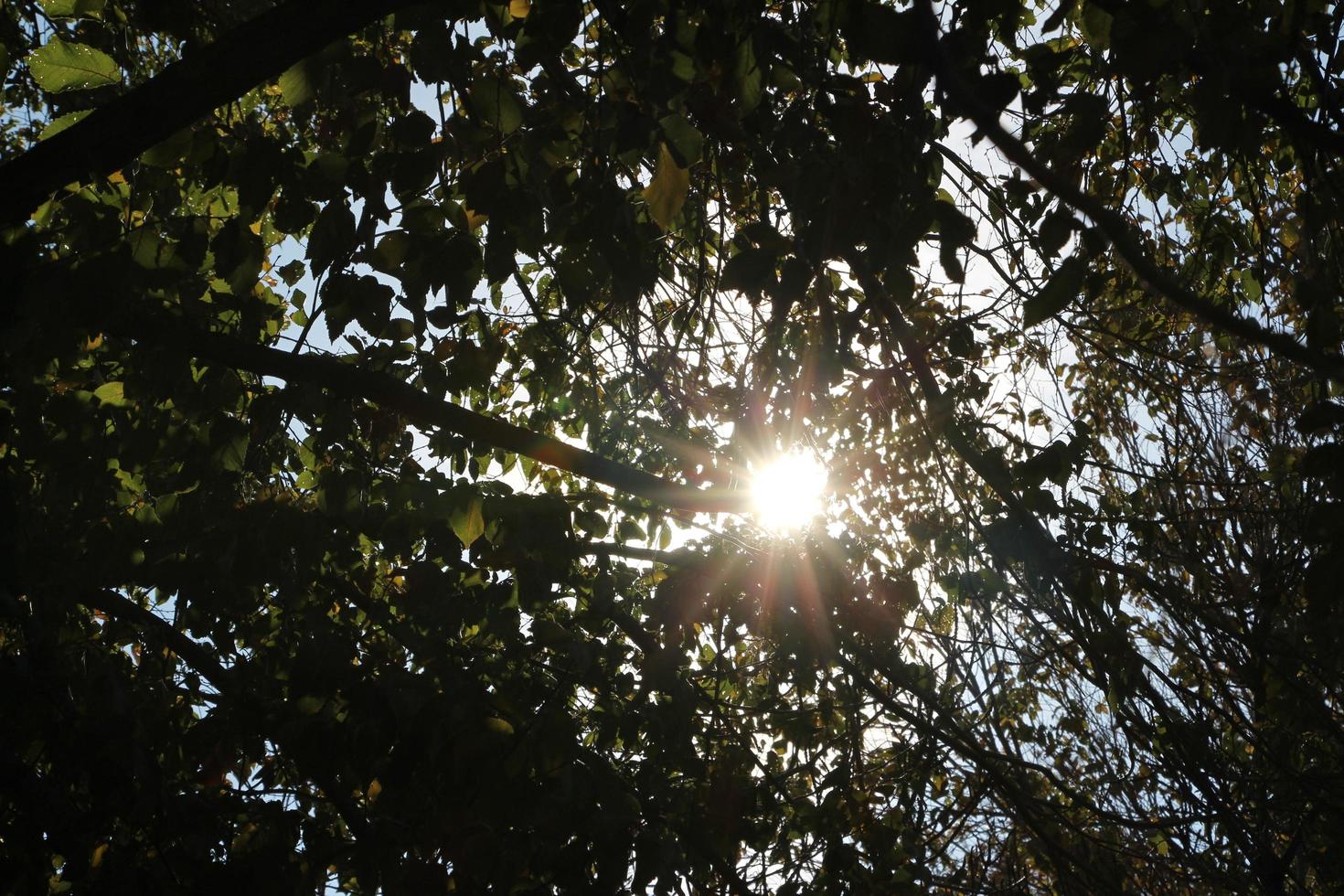 luce del sole che passa attraverso gli alberi foto