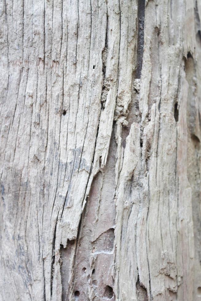 fondo in legno bianco foto