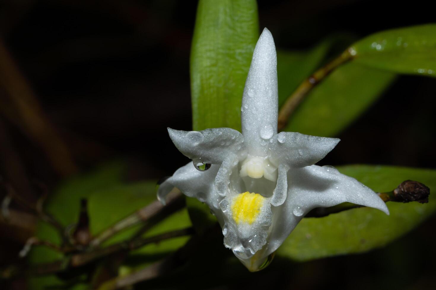 fiore bianco, foto in primo piano