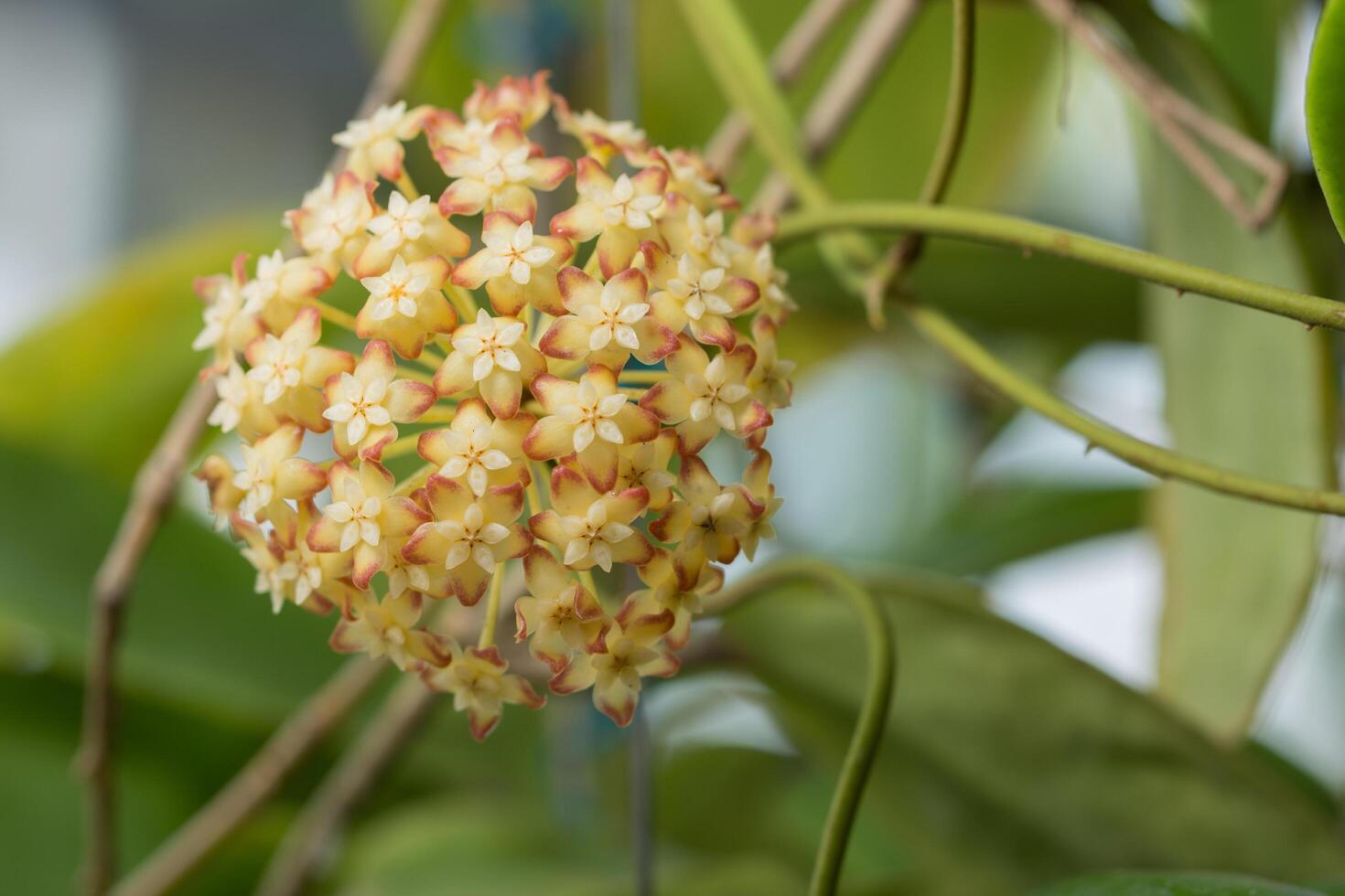 fiori hoya, foto ravvicinata