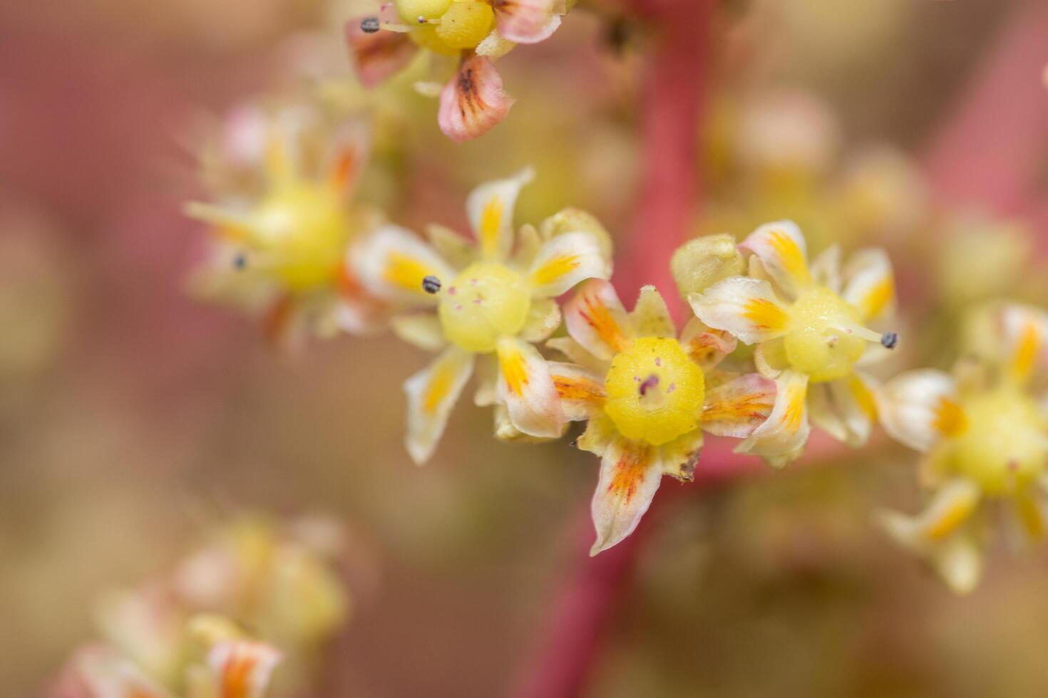 fiore bianco e giallo, foto in primo piano