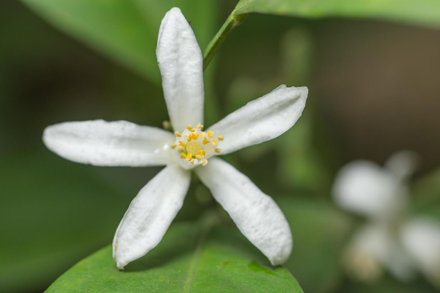 fiore bianco, foto in primo piano