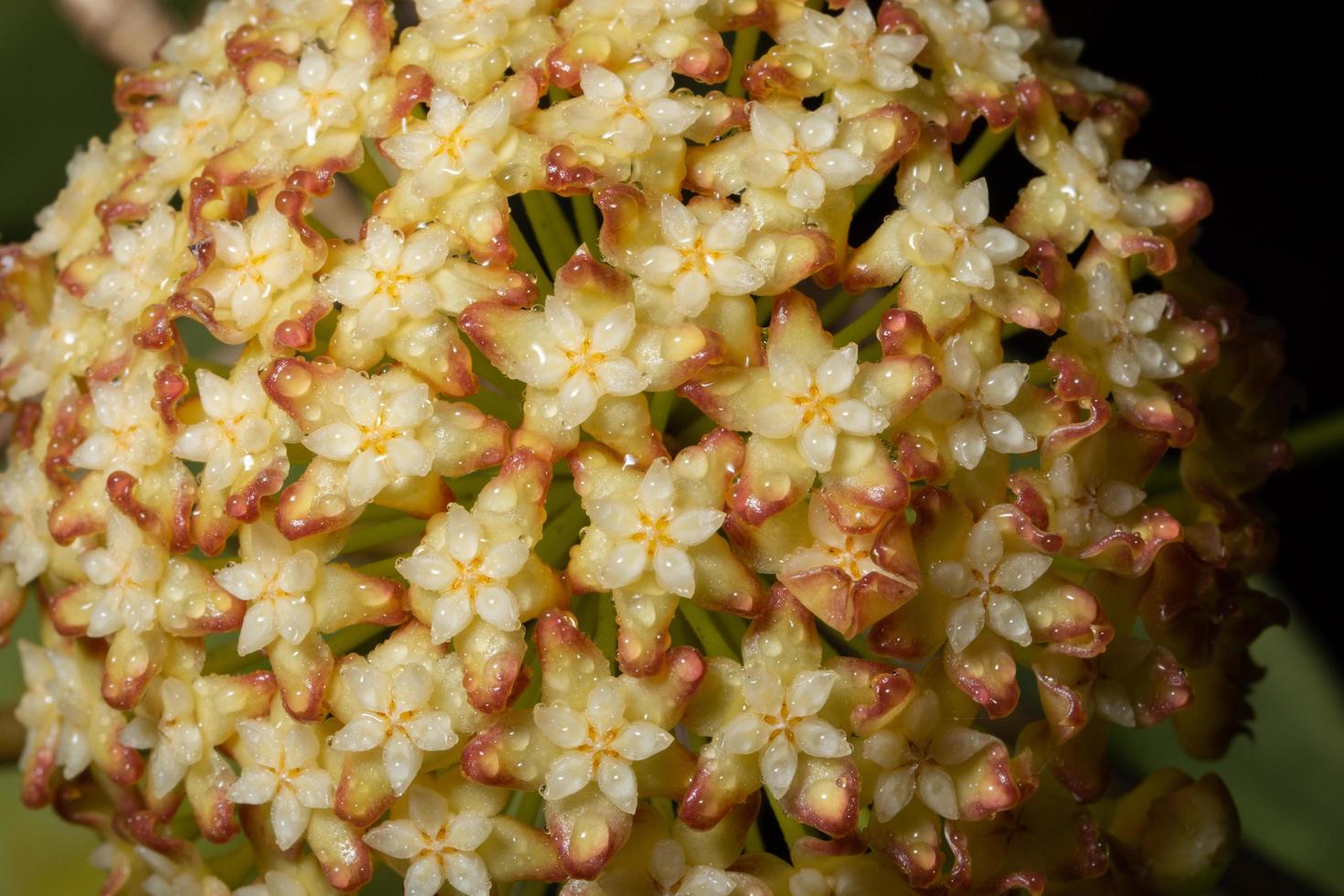 fiori hoya, foto ravvicinata