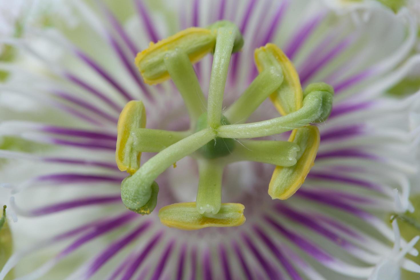 priorità bassa del primo piano del fiore foto