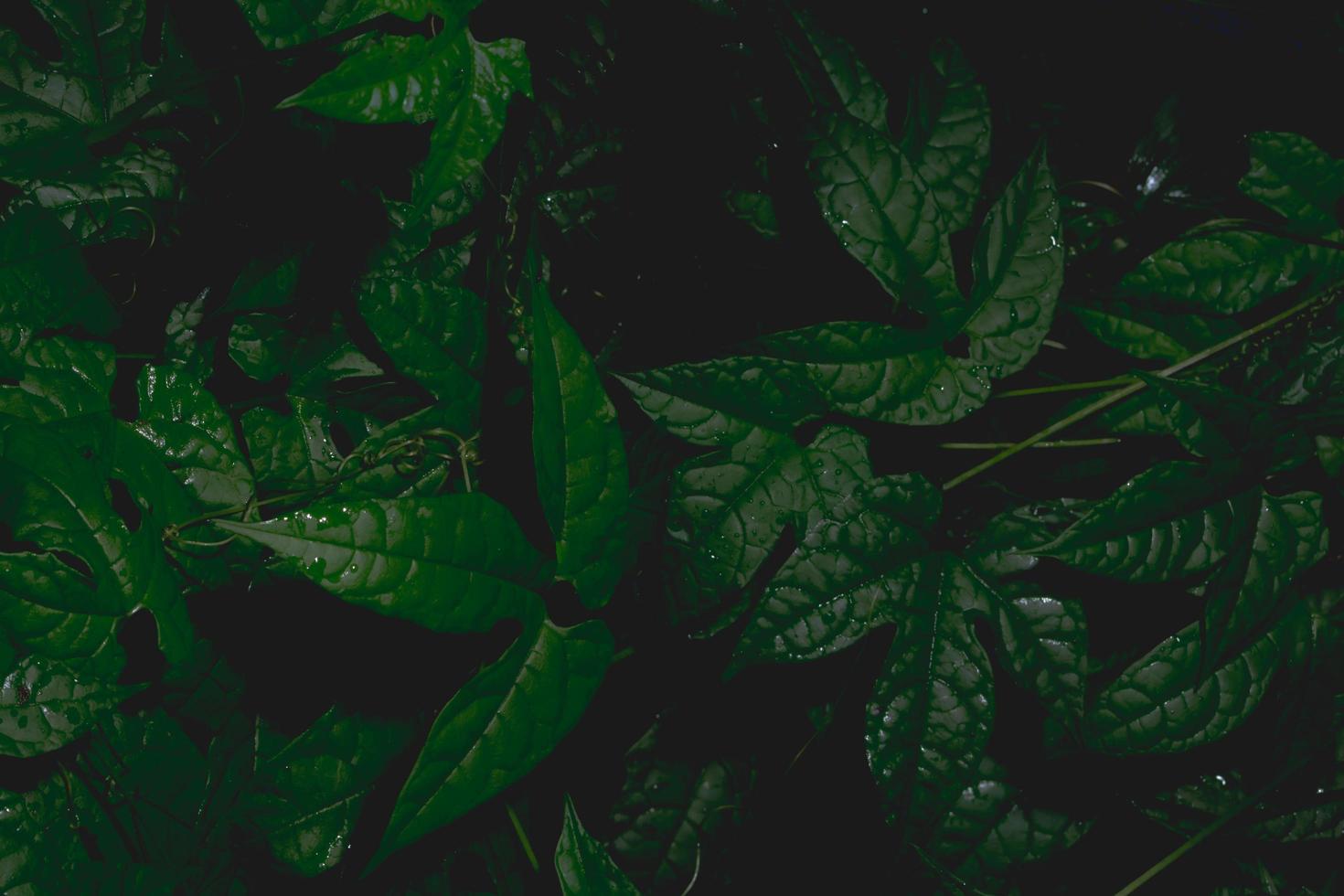 sfondo di foglie scure foto