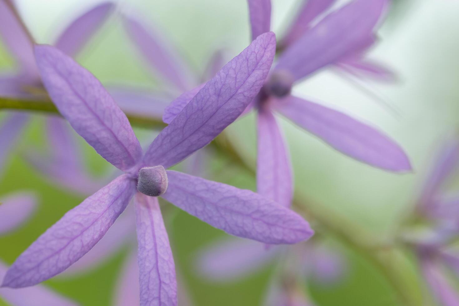 priorità bassa del primo piano del fiore foto