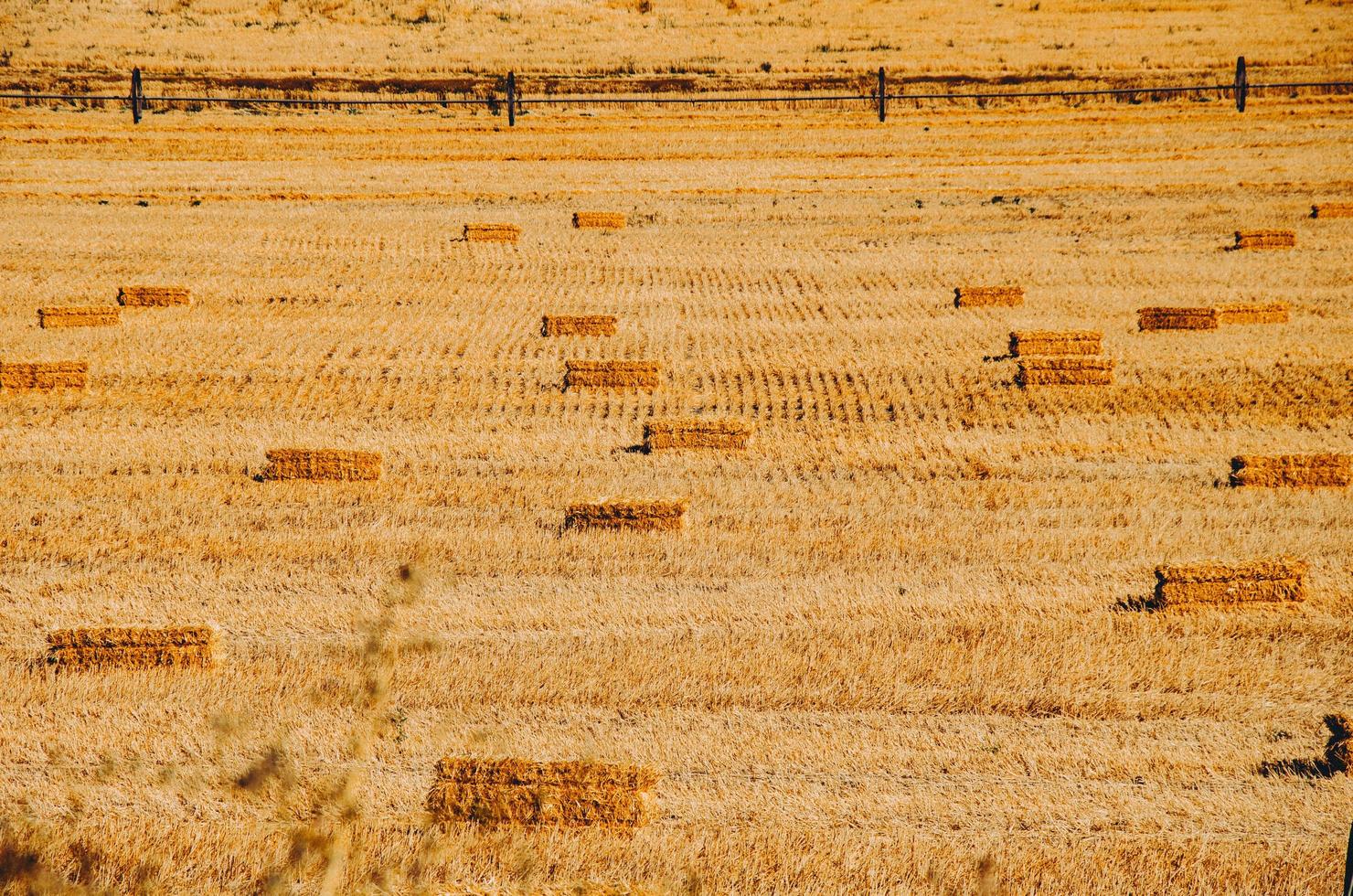 stati uniti, 2020 - campo di fieno foto