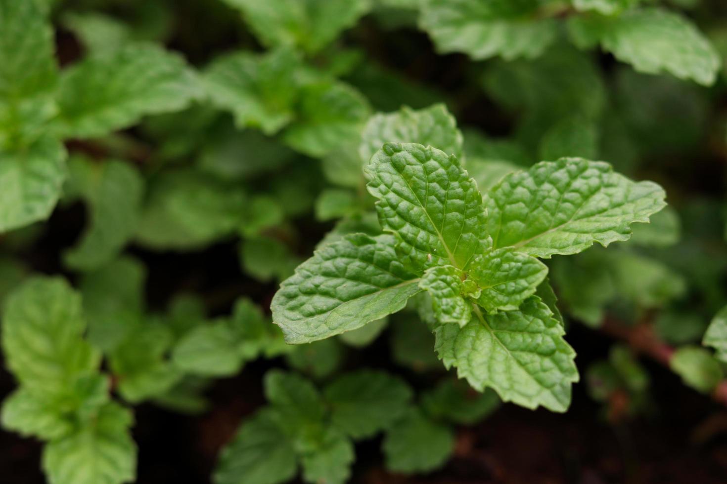 primo piano di foglie di menta foto