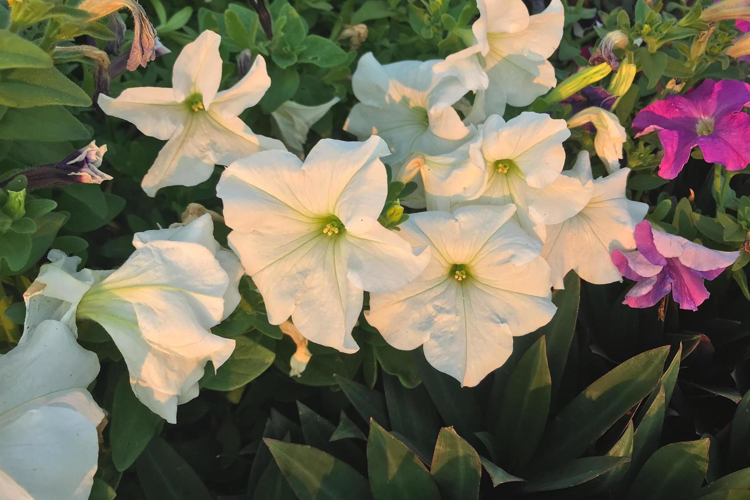 fiori di petunia bianchi in un giardino foto