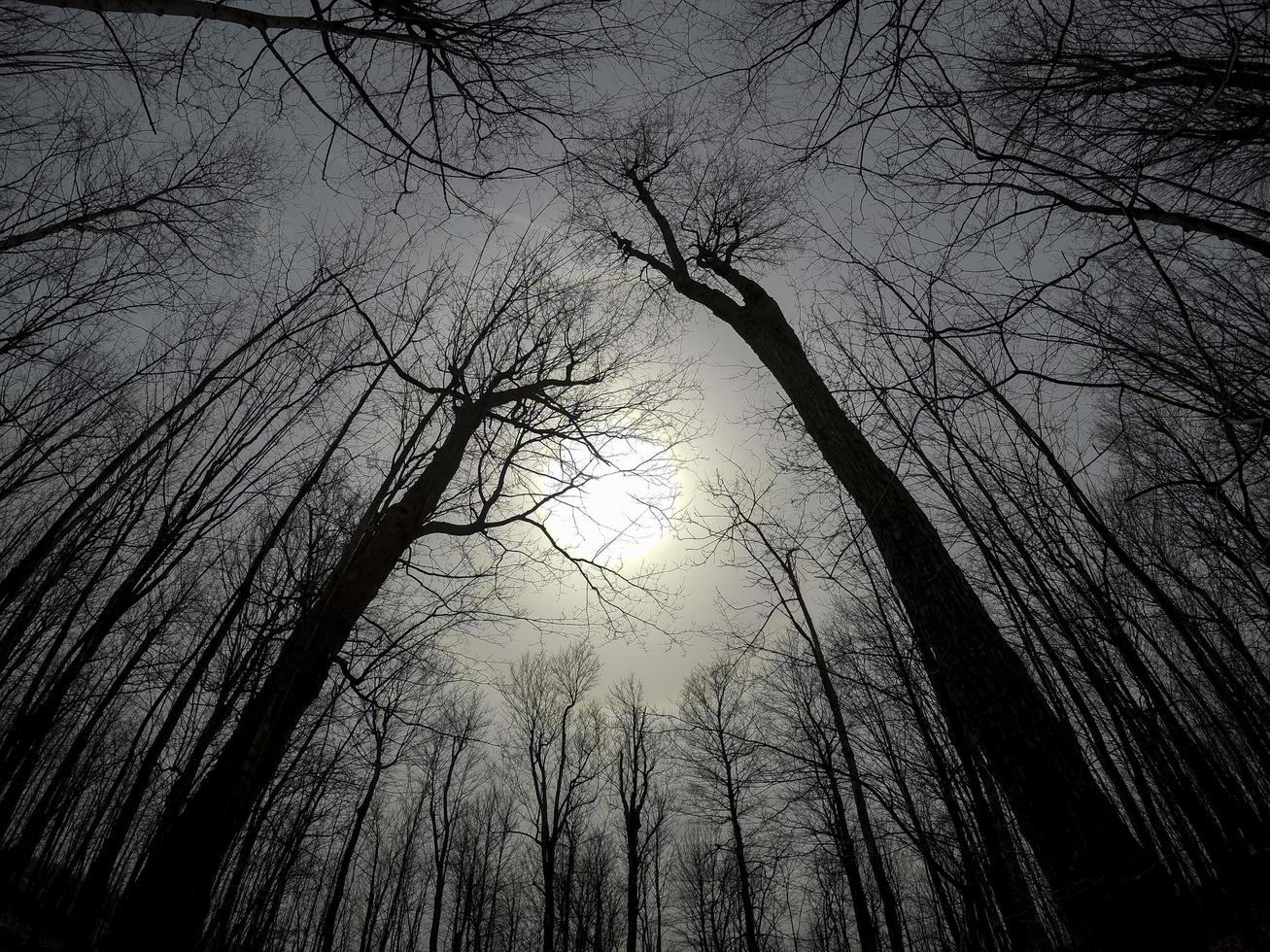 silhouette di alberi in una foresta foto