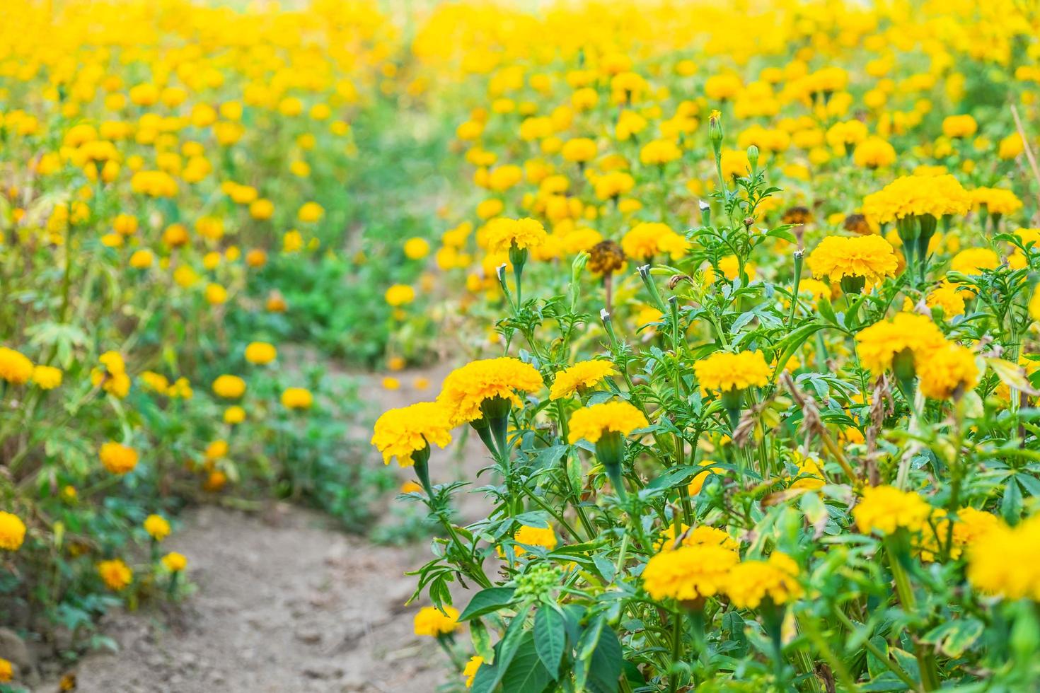 fiori gialli in un prato foto