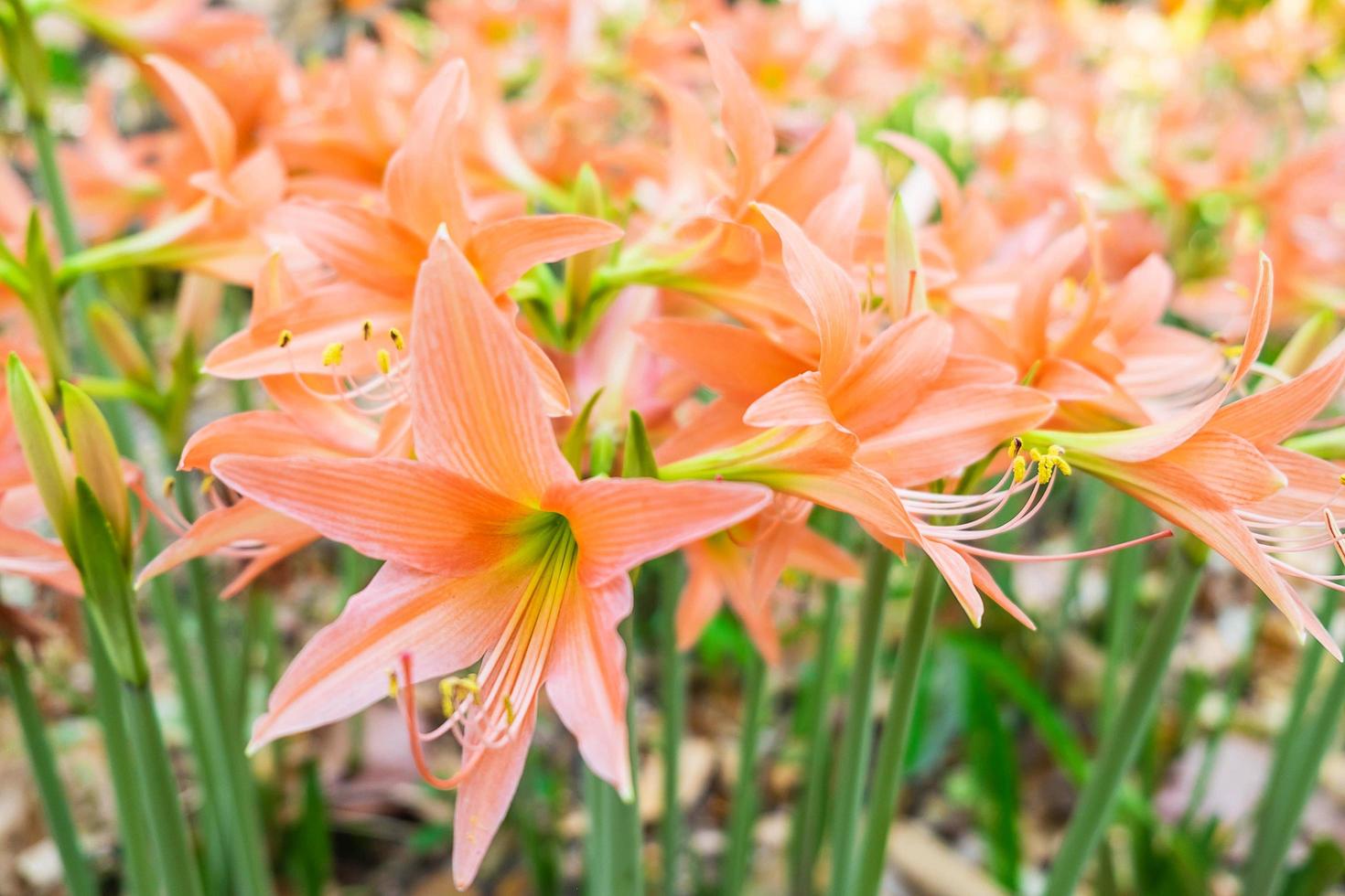 gigli arancioni in un giardino foto