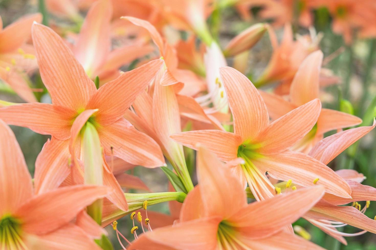 primo piano di fiori d'arancio foto