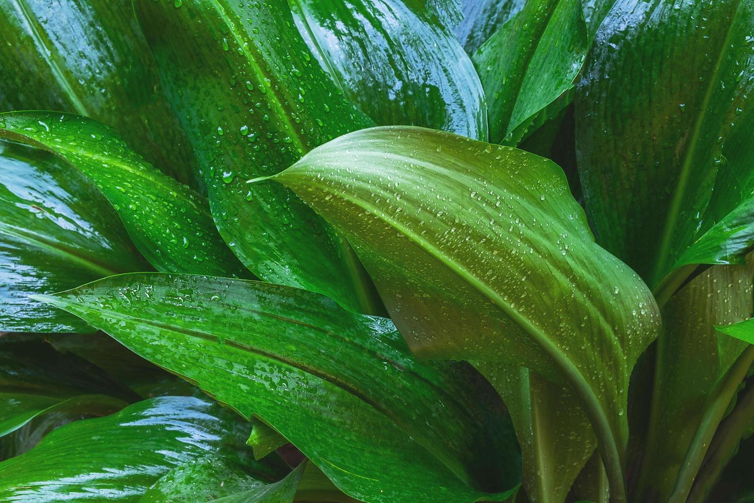 primo piano di foglie verdi foto