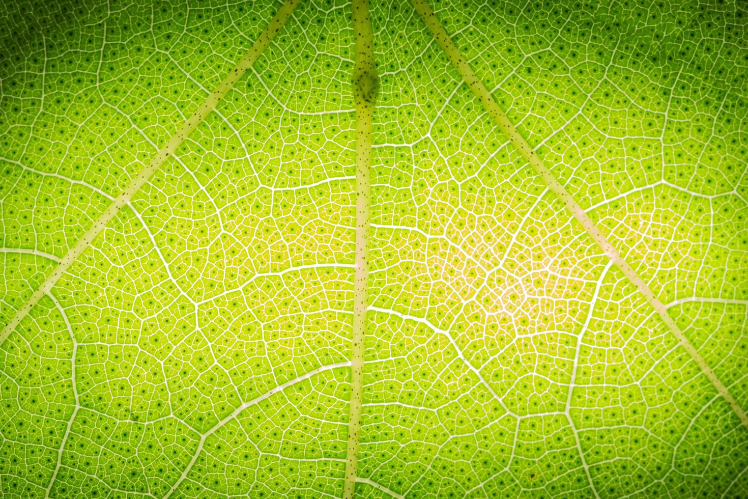 modello di una foglia verde foto