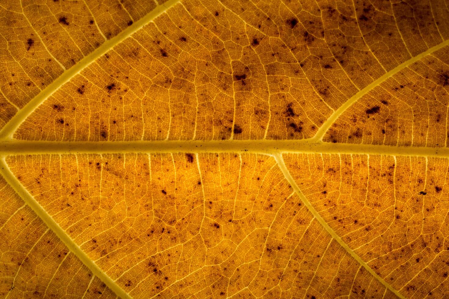 primo piano foglia gialla foto