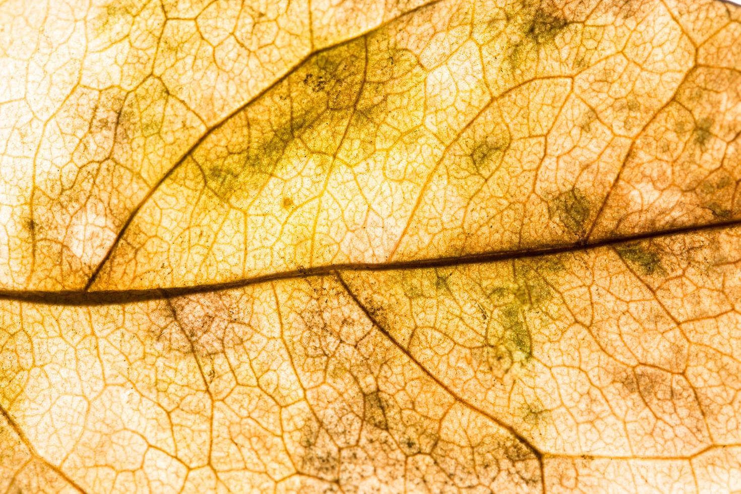 primo piano foglia gialla foto