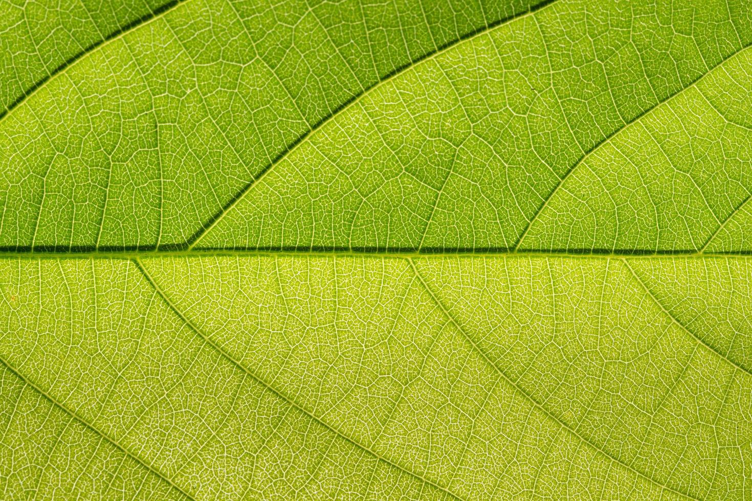 primo piano di una foglia verde foto