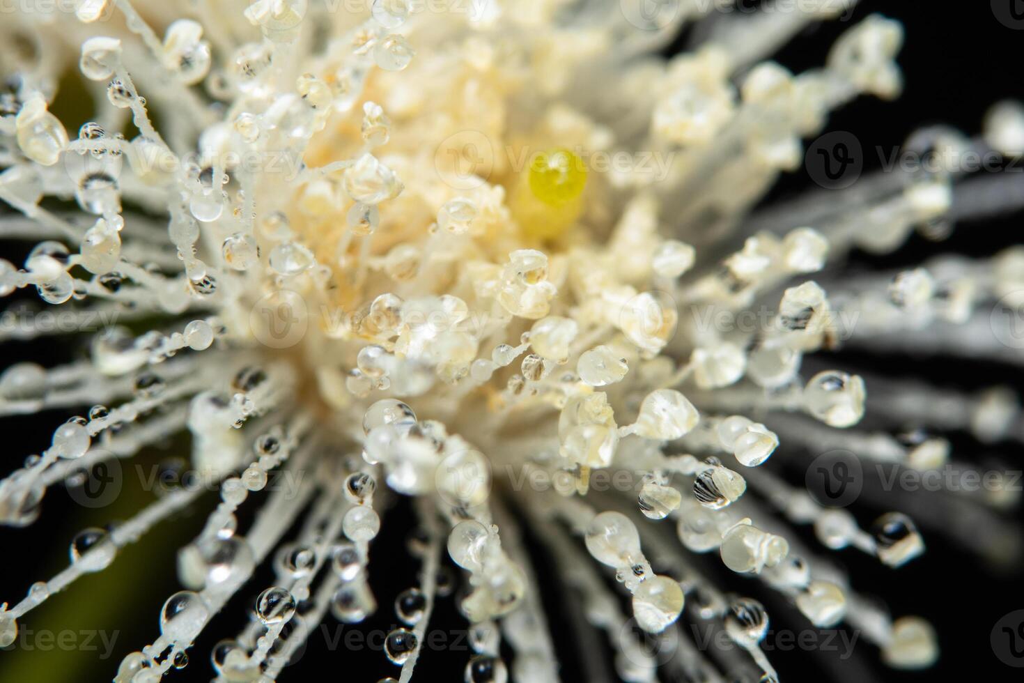 gocce d'acqua su un fiore foto