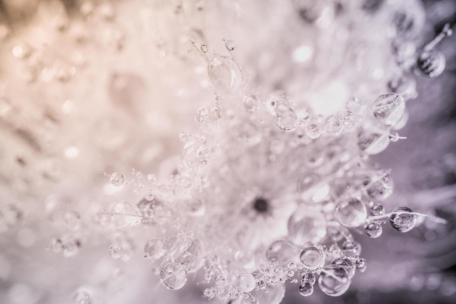 gocce d'acqua su un fiore foto