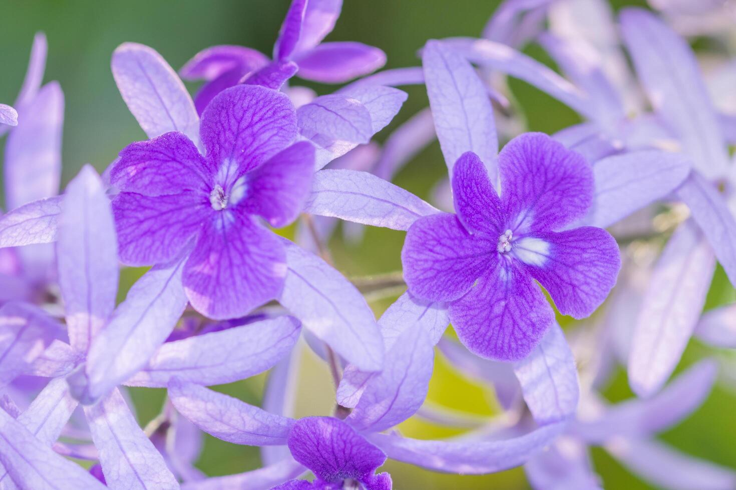 sfondo fiore viola foto