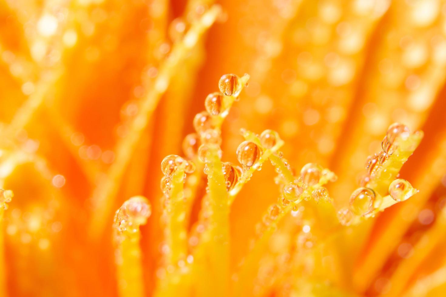 gocce d'acqua su petali di fiori d'arancio, close-up foto