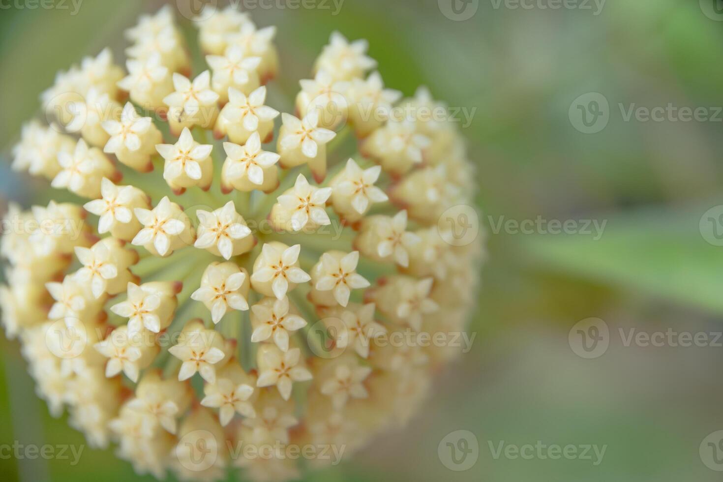 primo piano bianco del fiore di hoya foto