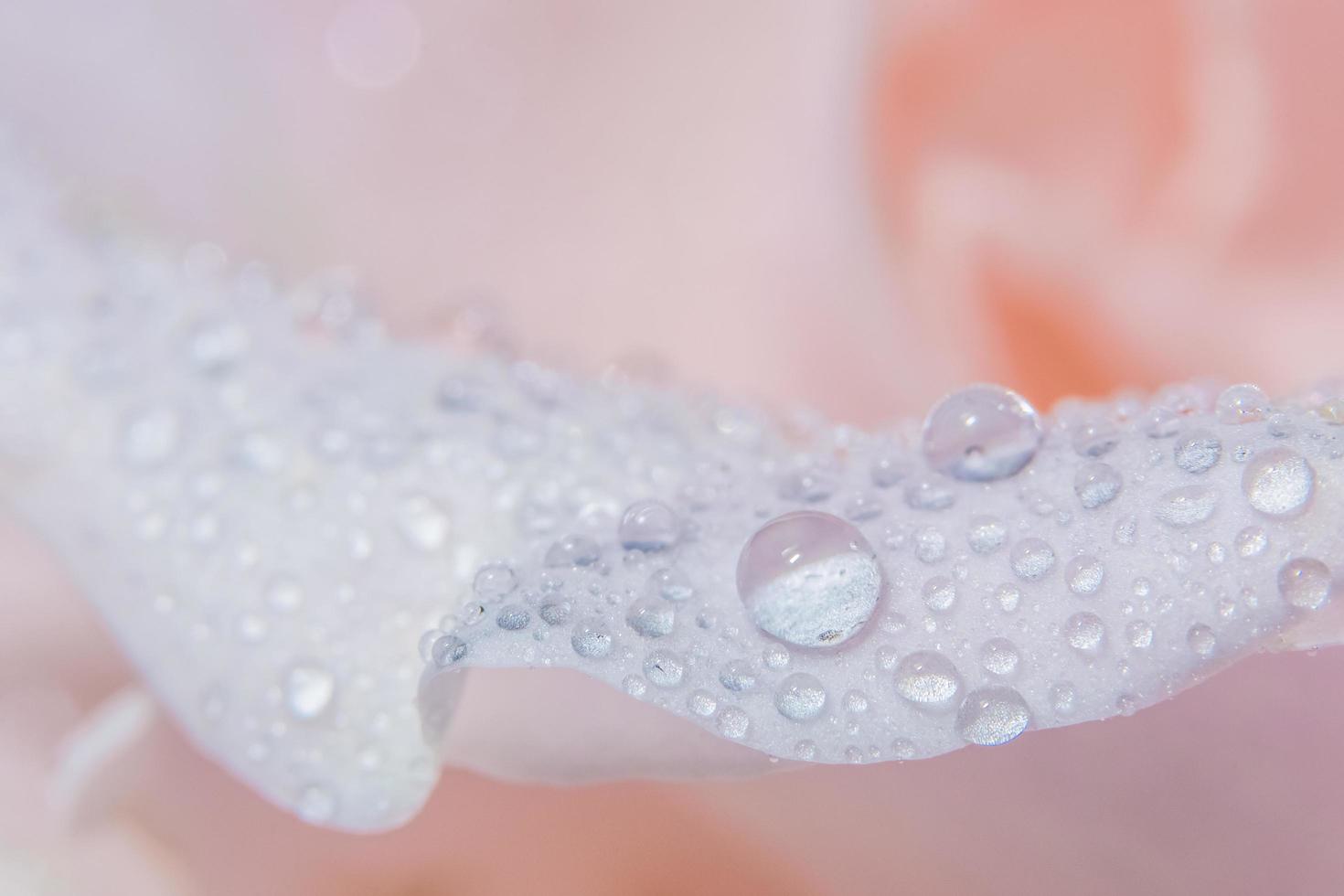 gocce d'acqua sui petali di rosa foto