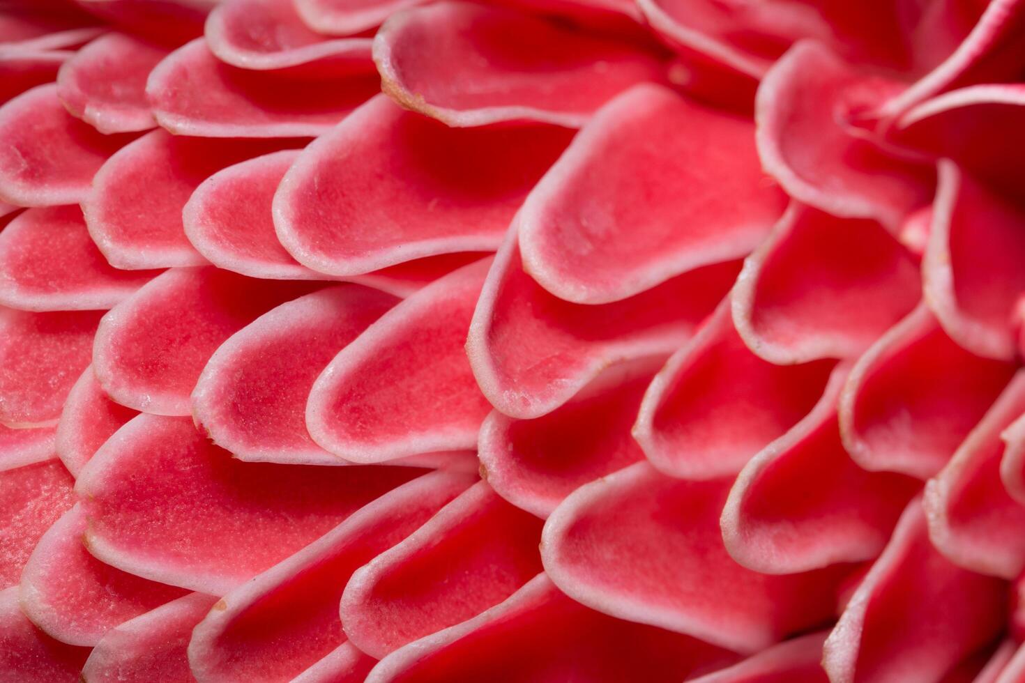 primo piano di petali di fiori rosa foto