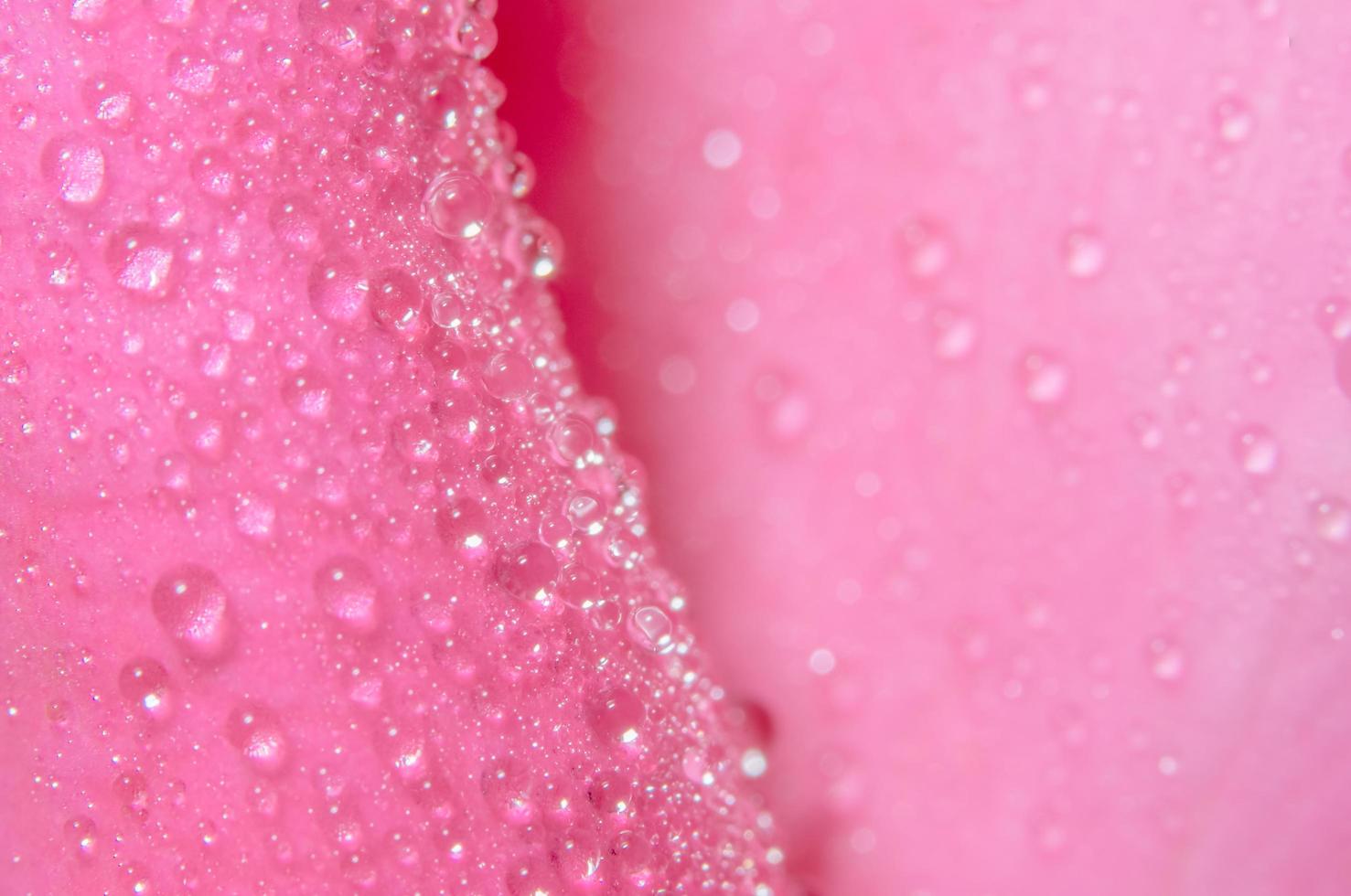 gocce d'acqua sui petali di rosa foto