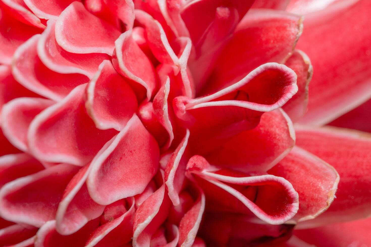 primo piano di petali di fiori rosa foto