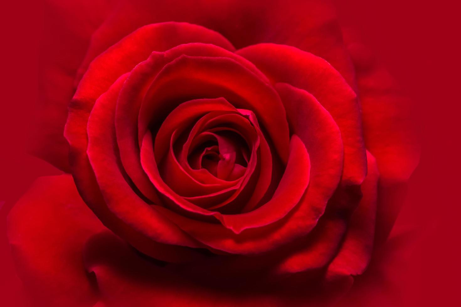 primo piano della rosa rossa foto