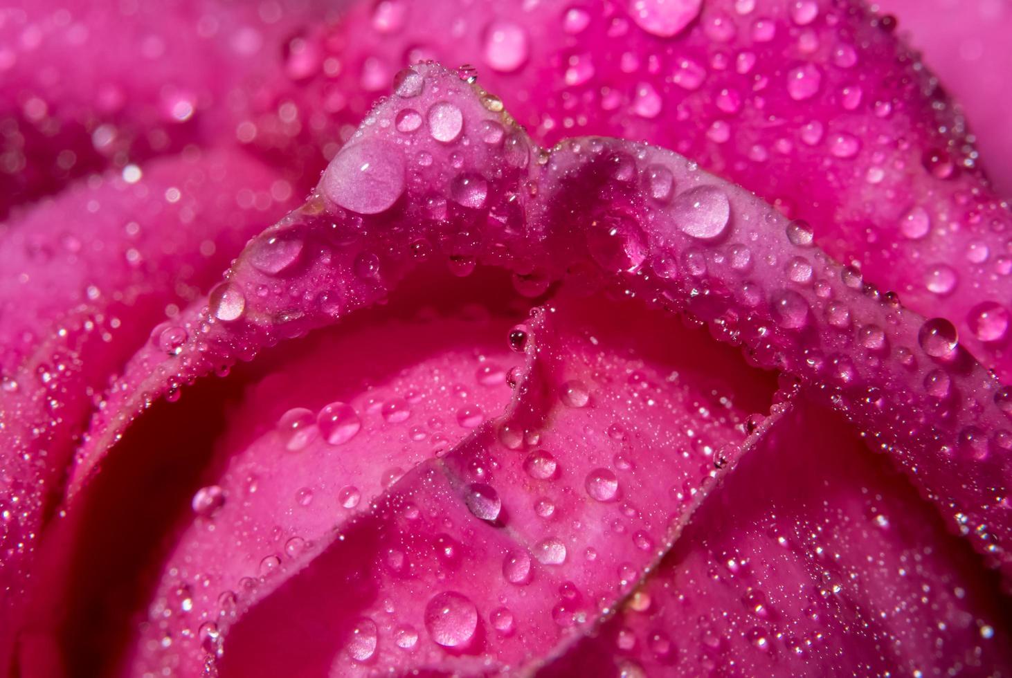 gocce d'acqua sui petali di rosa foto