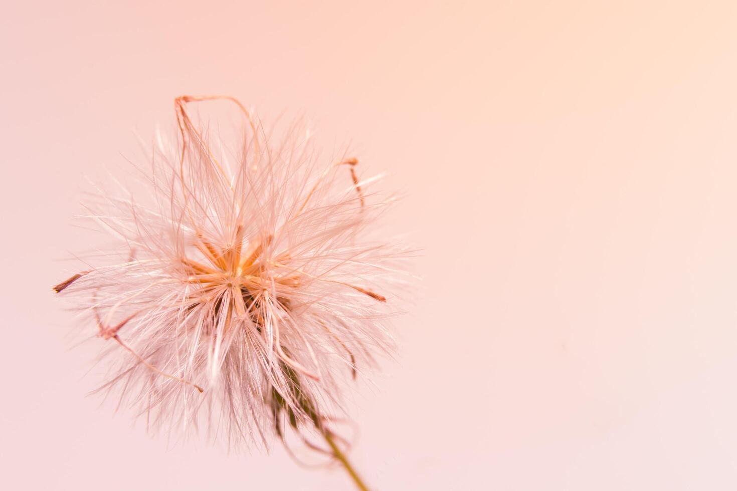 primo piano del fiore dell'erba foto