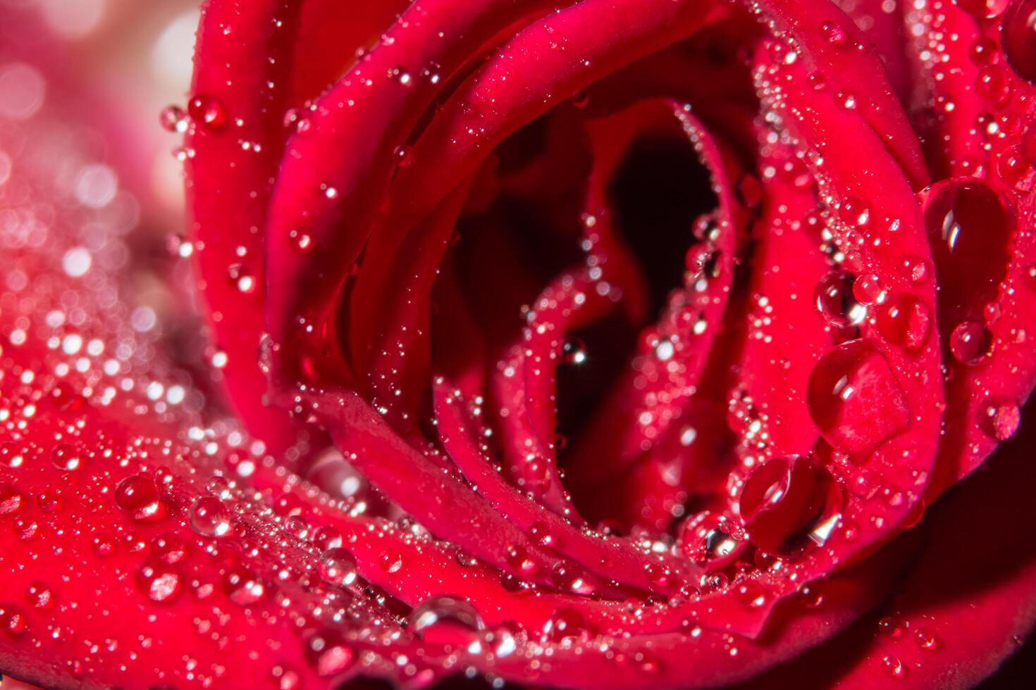 gocce d'acqua su una rosa rossa foto