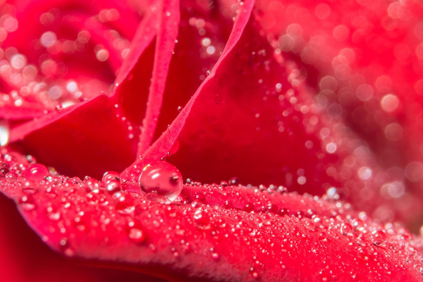 gocce d'acqua su una rosa rossa foto