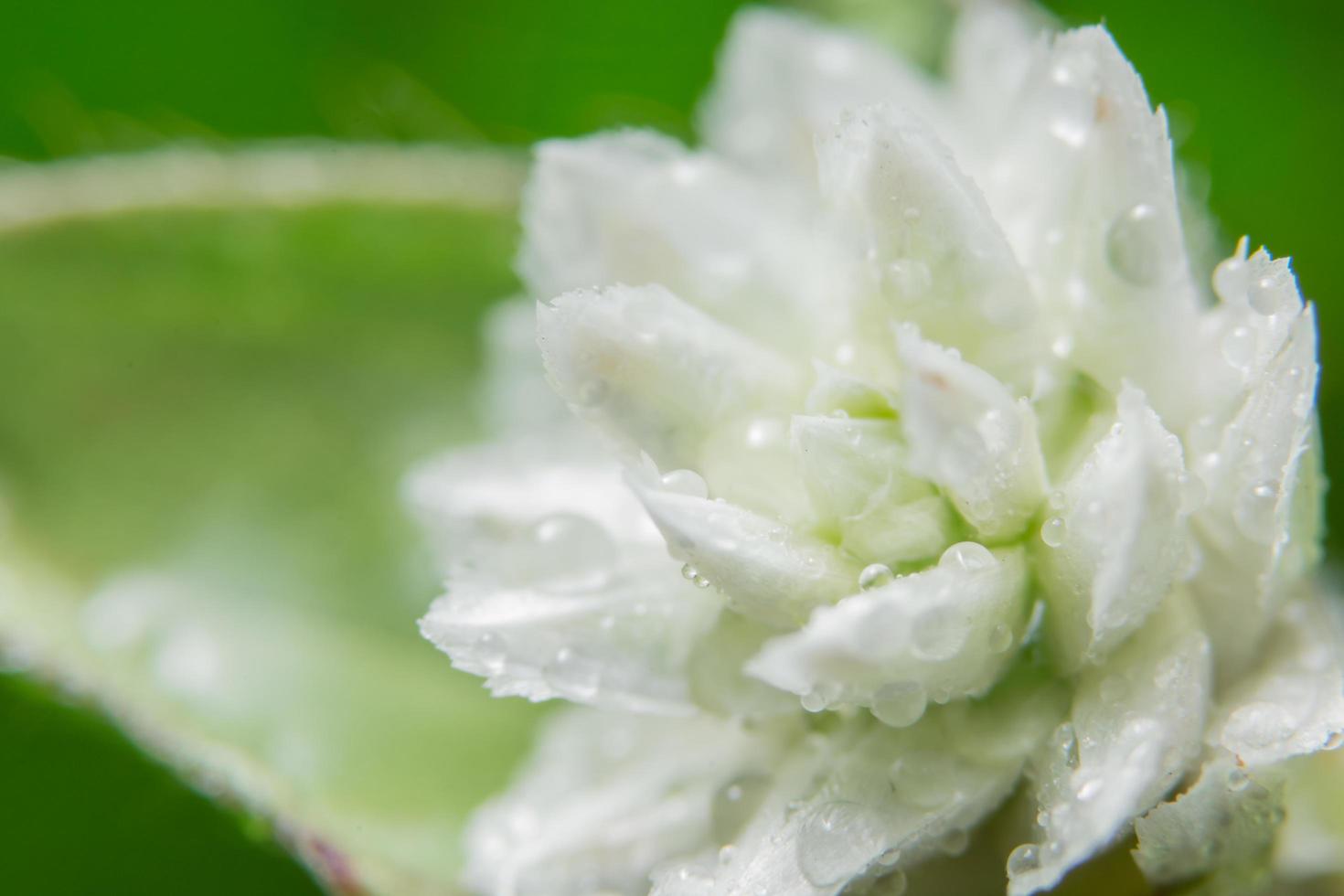 fiore selvatico bianco foto