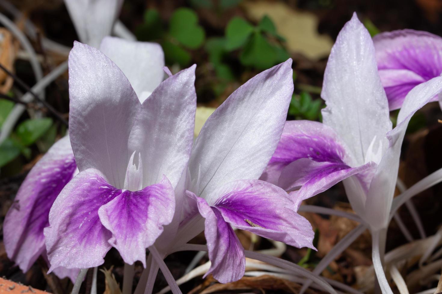sfondo fiore bianco e viola foto