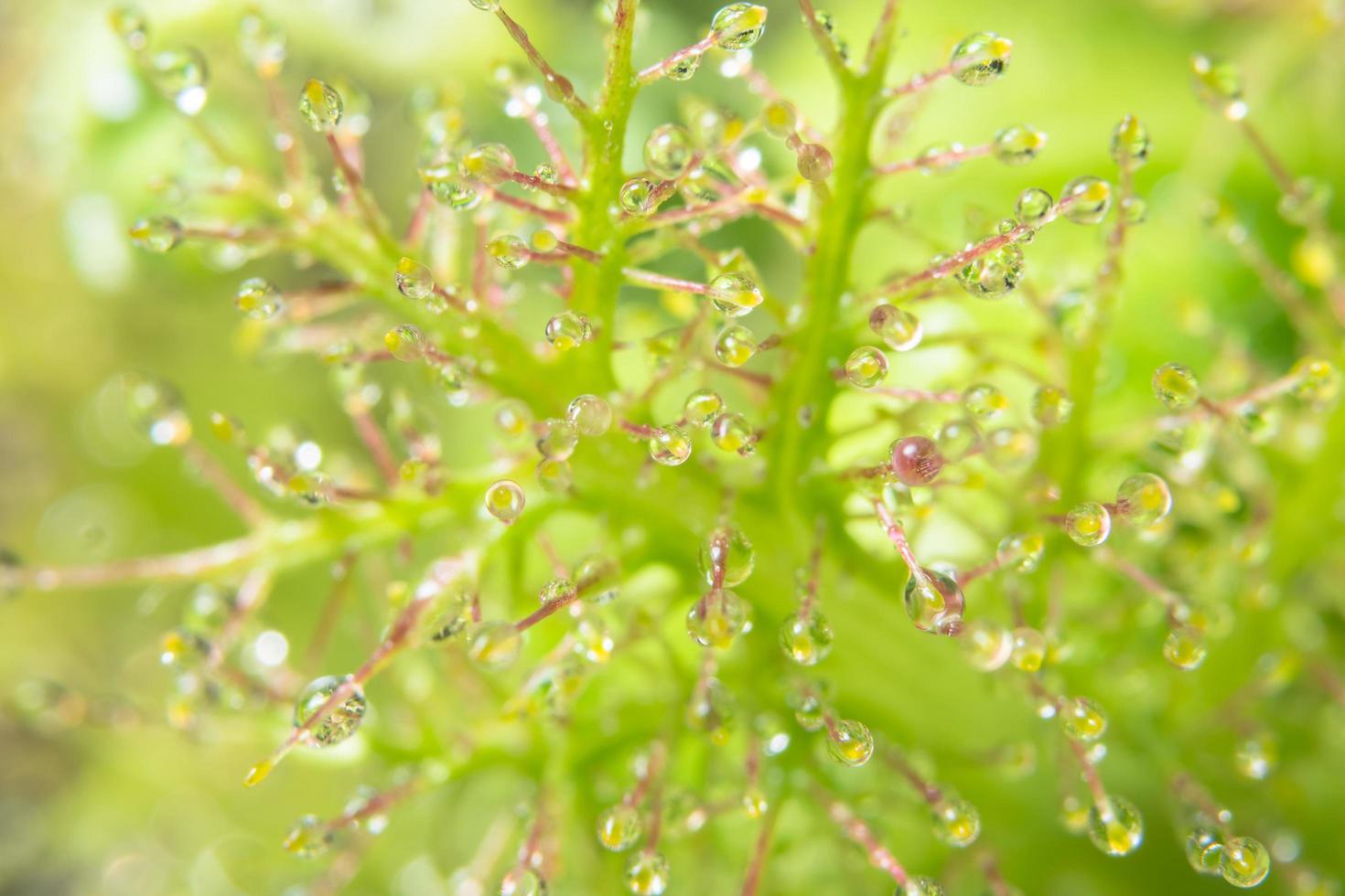 gocce d'acqua su un fiore foto