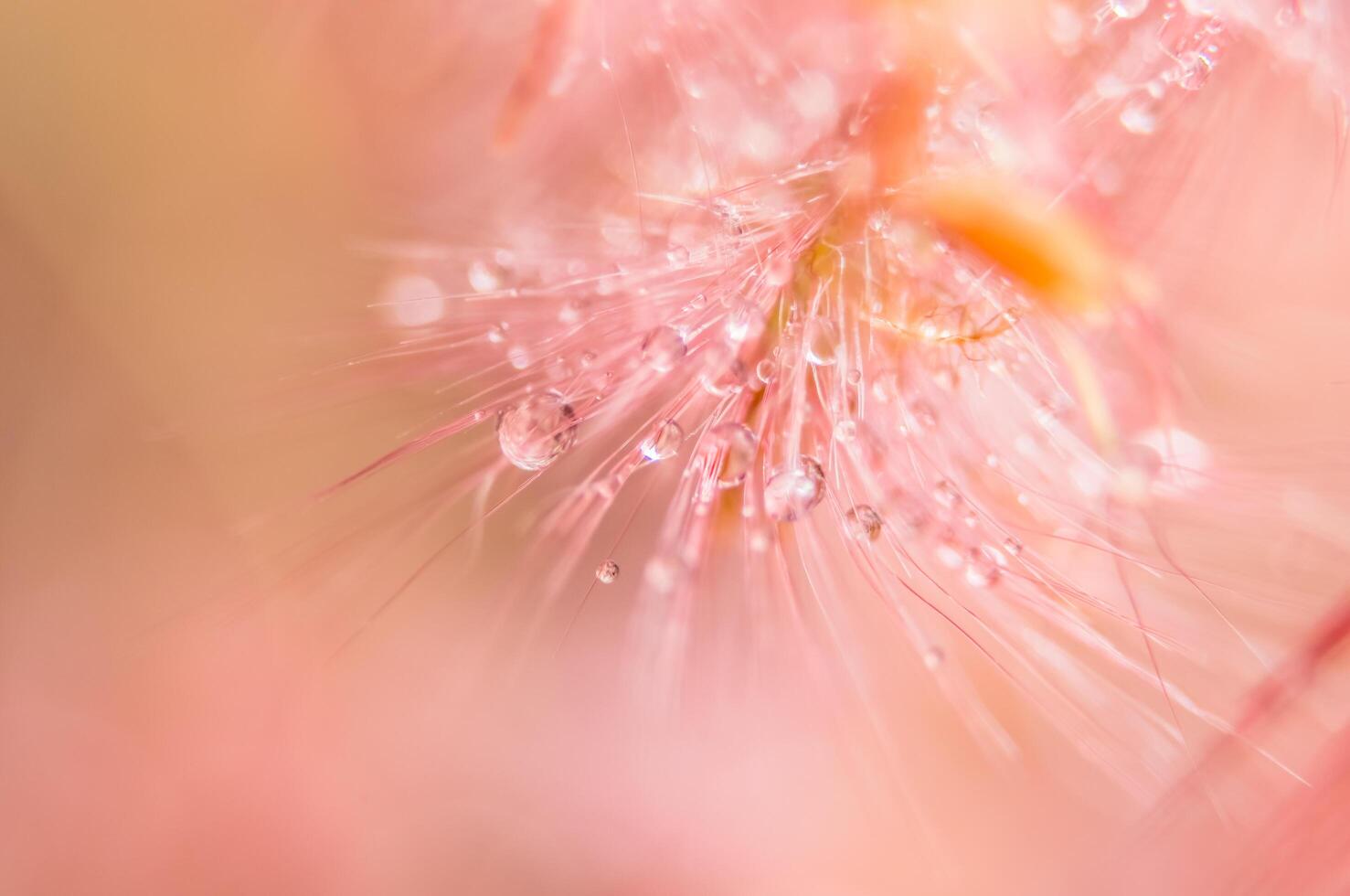 goccioline d'acqua su fiori selvatici, sfondo sfocato foto