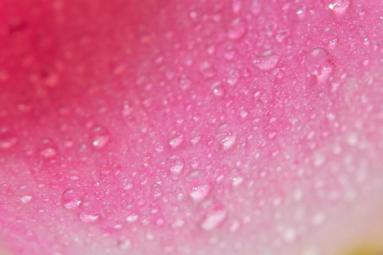 goccioline d'acqua sui petali di una rosa rosa foto