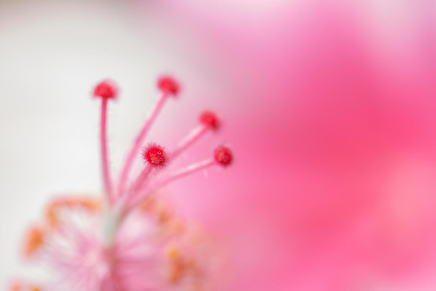 primo piano di polline rosa, sfondo sfocato foto
