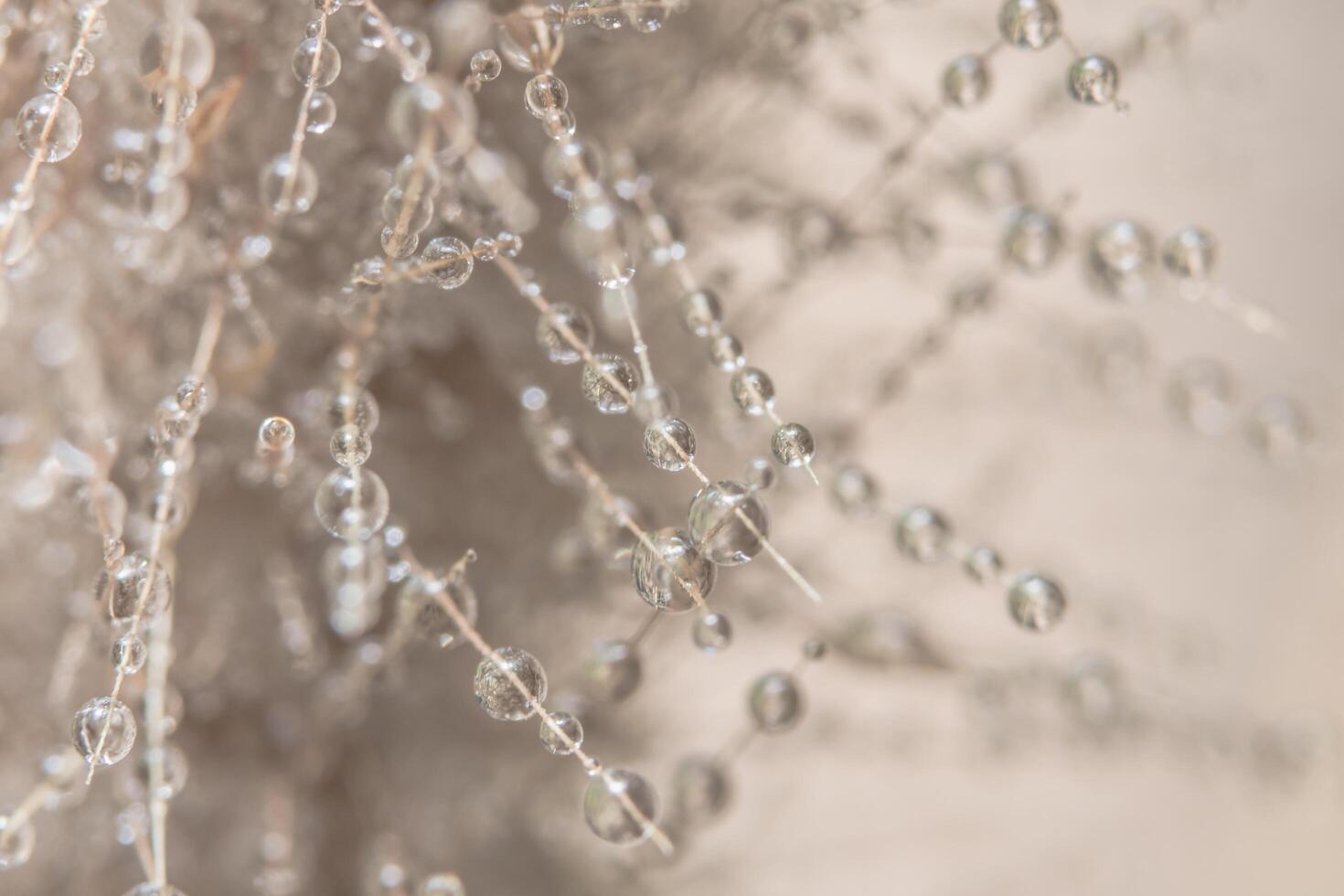 gocce d'acqua su un fiore foto