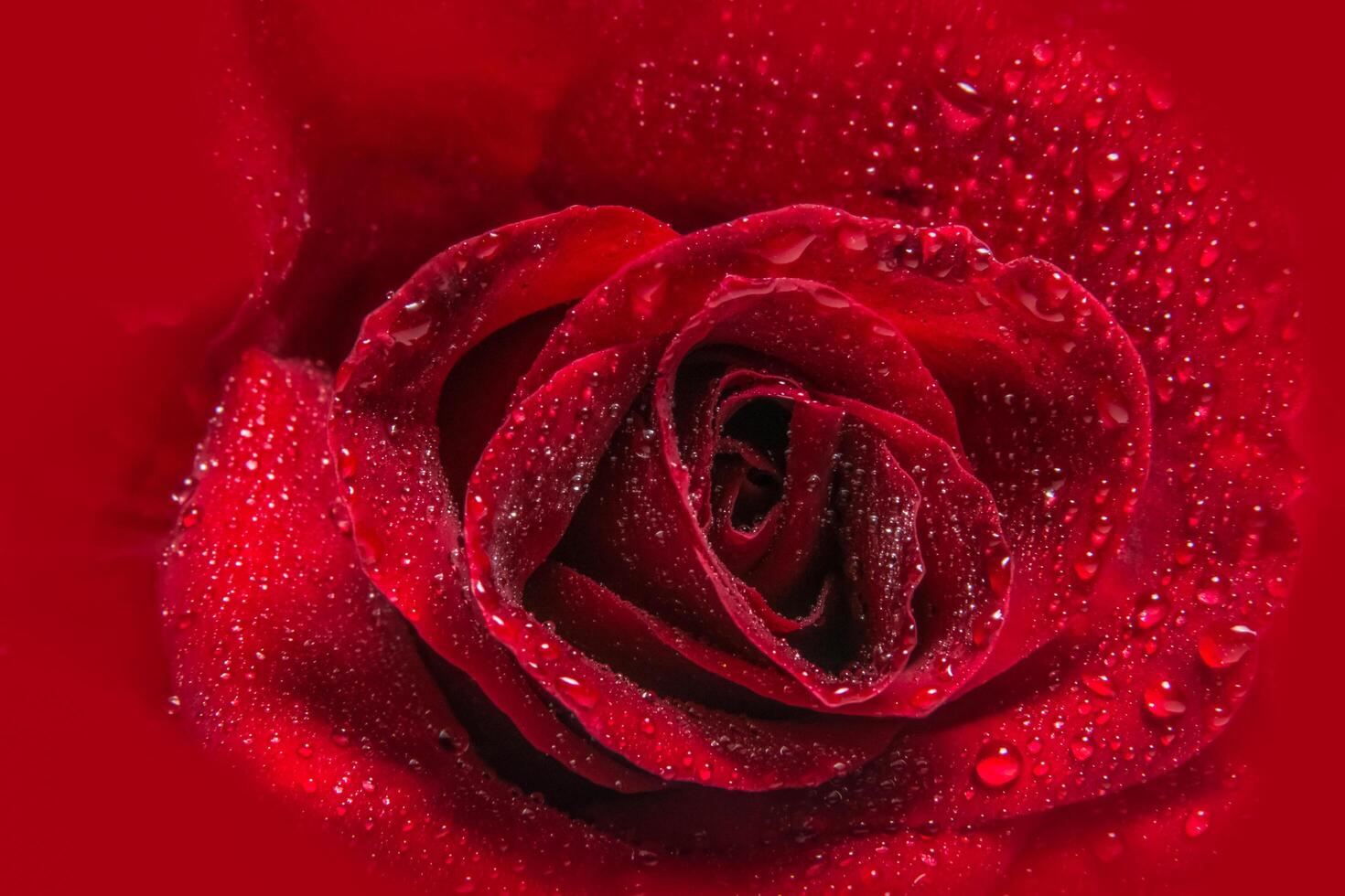 gocce d'acqua su una rosa rossa foto