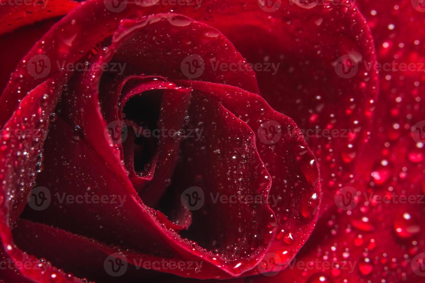 gocce d'acqua su una rosa rossa foto