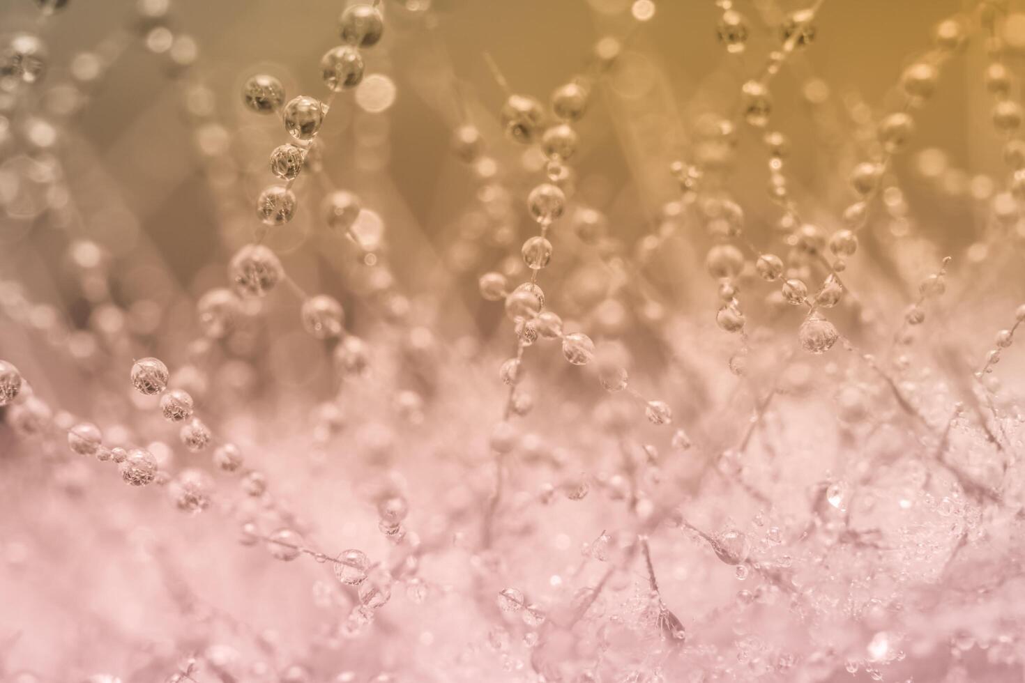 gocce d'acqua su una pianta foto