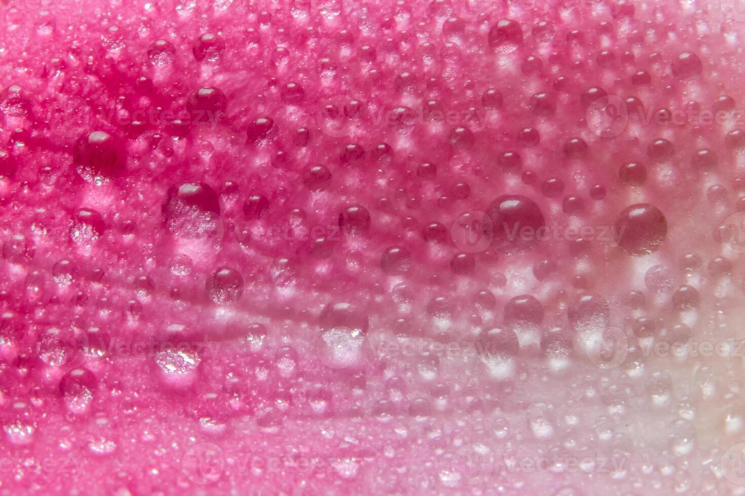 goccioline d'acqua sui petali di una rosa rosa foto