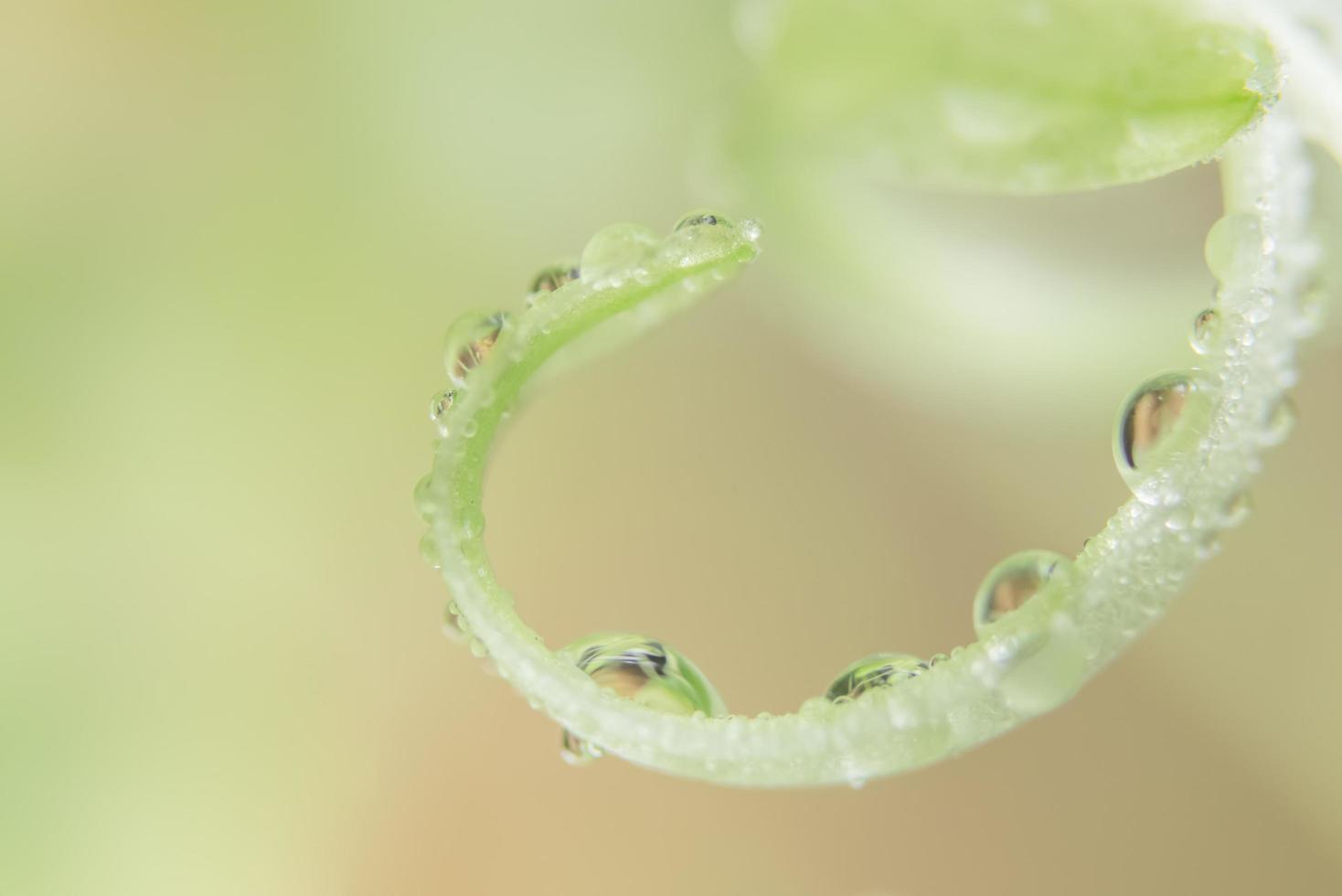 gocce d'acqua su una pianta verde foto