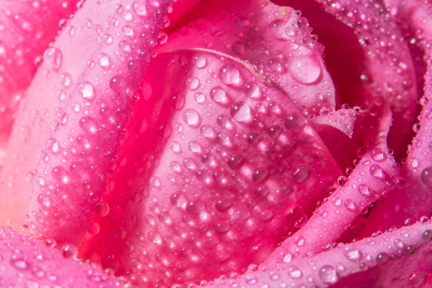 gocce d'acqua sui petali di rosa foto