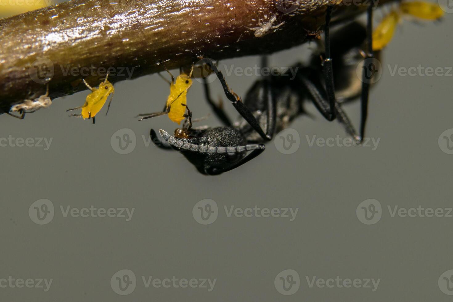 formica su una pianta foto